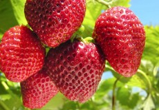 Ăn dâu tây để ngăn ngừa loãng xương