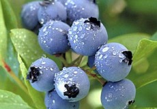 13 cách kiểm soát huyết áp không cần thuốc