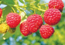 Giảm cân với quả mâm xôi