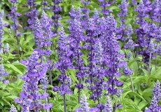 10 nguyên liệu tự nhiên “thổi bay” chứng bốc hỏa tuổi mãn kinh