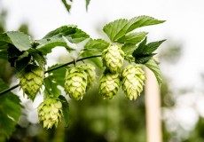 Tác dụng của hoa nữ lang và hoa bia đối với giấc ngủ