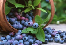 Tác dụng của việt quất và lutein với mắt