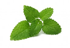 Lá tía tô đất (lemon balm) giúp dễ ngủ, ngủ ngon
