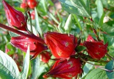 20 thực phẩm giàu canxi